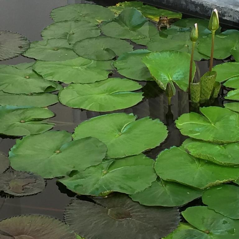 The Home Chiangmai Luxury Guesthouse Чиангмай Экстерьер фото